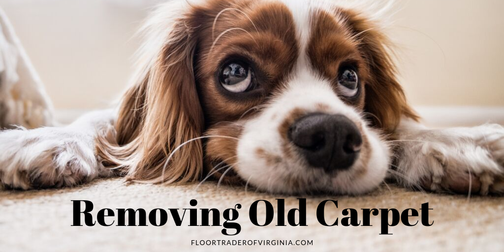 removing old carpet text graphic overlaid stock image of dog on carpet